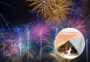 Staff at Crossriggs Veterinary Clinic have offered advice for animal lovers during fireworks season