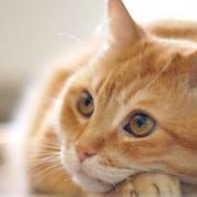 Cats Protection want drivers to take responsibility for injuring cats with their vehicles