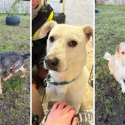 Willow, Chance and Trip are among the dogs looking for their forever home at Islay Dog Rescue