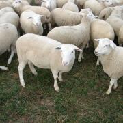 Officers have vowed to clamp down on sheep worrying