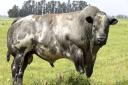 A belgian blue cow, like those that have gone missing.