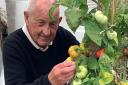 Fred tending to tomatoes