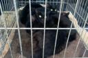 The four cats were found abandoned on Boig Road. Photo: Scottish SPCA