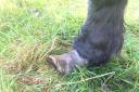 The animals hooves were overgrown and had been left untreated for around six to nine months
