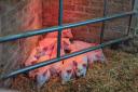 Ten adorable piglets born at Dumfries House
