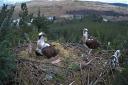 Loch Doon's ospreys will stay on camera after a U-turn by Forestry and Land Scotland