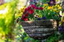 A bid for cash to help meet the cost of hanging baskets in Mauchline should be turned down, according to East Ayrshire Council officials