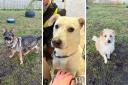 Willow, Chance and Trip are among the dogs looking for their forever home at Islay Dog Rescue
