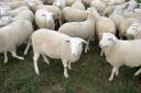 Officers have vowed to clamp down on sheep worrying