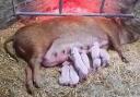 Hilda, a rare-breed sow with her seven Tamworth piglets.