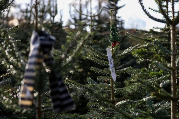 All the places to cut your own Christmas tree near Glasgow