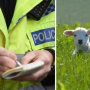 Two men arrested after lamb shot dead near Dalmellington