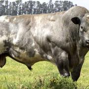 A belgian blue cow, like those that have gone missing.