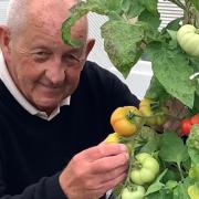 Fred tending to tomatoes