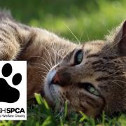 The Scottish SPCA have issued the warning following the death of a cat in Stewarton.