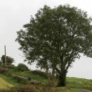 A mature ash tree (Image: NQ archives)