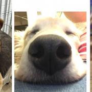 These dogs are desperately seeking a new home