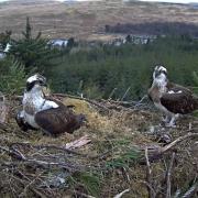 The ospreys take up residence at Loch Doon.